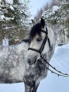 Мерин в пони-классе