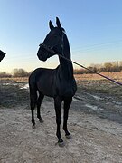 Ганноверский жеребец 1419