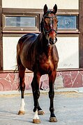 ГНЕДОЙ МЕРИН 180 СМ В ХОЛКЕ
