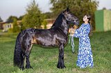 Фелл пони 135 см