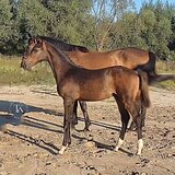 ТРАКЕНЕНСКИЙ ЖЕРЕБЕЦ