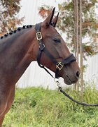 КОБЫЛА ПОНИ-КЛАСС