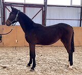 Кобыла вестфальской помеси