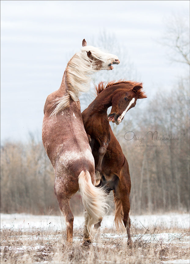 А Вы когда-нибудь видели настоящие мужские разборки конного мира? Если нет, то полюбуйтесь как выясняют отношения настоящие мужики :)