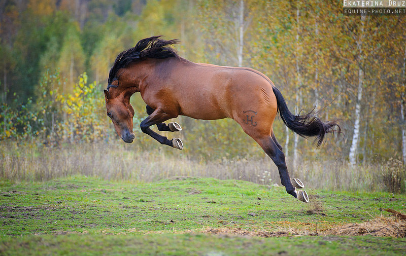 Клинико, PRE, Girich Equifarm