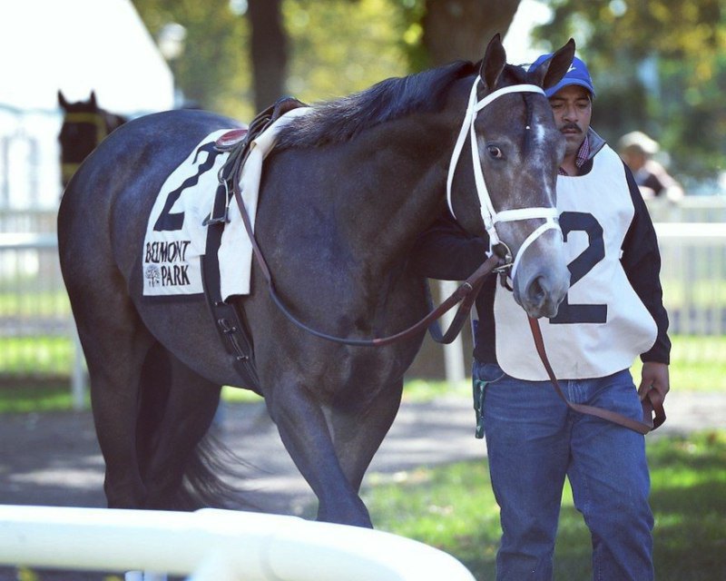 Ипподром Belmont Park 2014 год, перед скачкой Futurity Stakes - Gr. 2