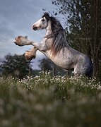 Кобыла тинкер жеребая 
