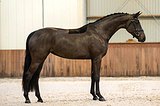 Milinda by Daily Diamond x Charmeur