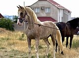 НАРЯДНЫЙ ЖЕРЕБЕЦ