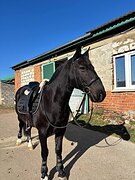 Мерин, хобби