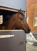 МЕРИН В КОНКУР