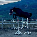 ЖЕРЕБЕЦ 175 СМ В ХОЛКЕ