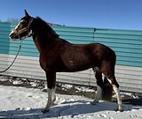 МОЛОДОЙ В КОНКУР/ХОББИ