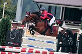 Мерин 0979