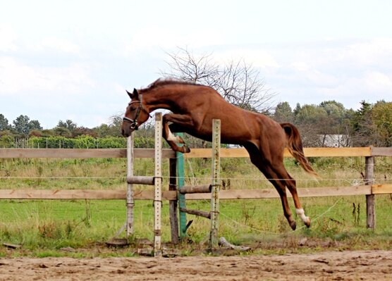 Ростов купить спортивный