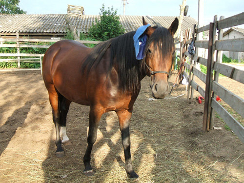 жеребец, 6 лет, позирует