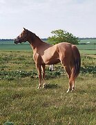 рыжуля с необычной гривой