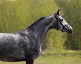 Полукровная кобыла, конкур