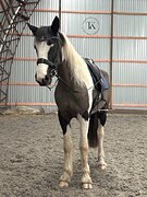 КОБЫЛА КРОСС ТИНКЕР 3 ГОДА