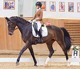 КОБЫЛА В ВЫЕЗДКУ • ВЫСОКАЯ 