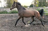 Молодой жереьец