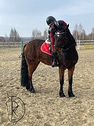 ИДЕАЛЬНАЯ СКОРОСТНАЯ ПОНИ