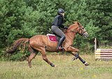 Спортивный мерин в аренду