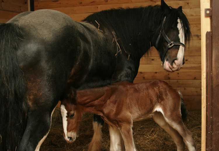 Маленькая большая лошадь. Первый жеребенок шайра, рожденный в России:)