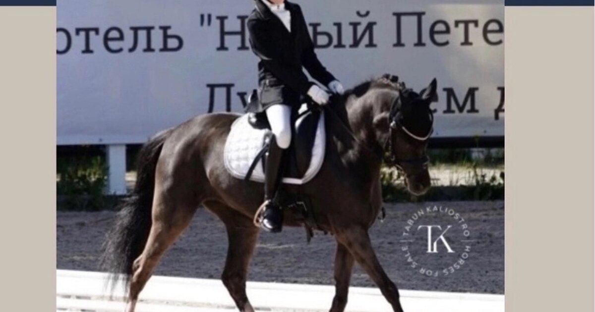 жокей конный спорт. песни конный спорт. всадник на лошади конкур. спортивные лошади россии". жокей конный спорт.