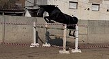 конкур 115