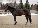 Молодой жеребец в спорт 