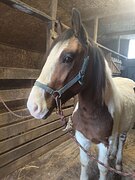 Мерин в хобби 2024 гр