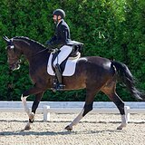 ВЕСТФАЛЬСКАЯ КОБЫЛА НА СП1