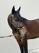 Мерин в выездку 