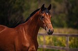 Конферра (Contender, Ramiro Z)