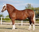 Кобыла тяжеловоз