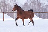 перспективный в выездку