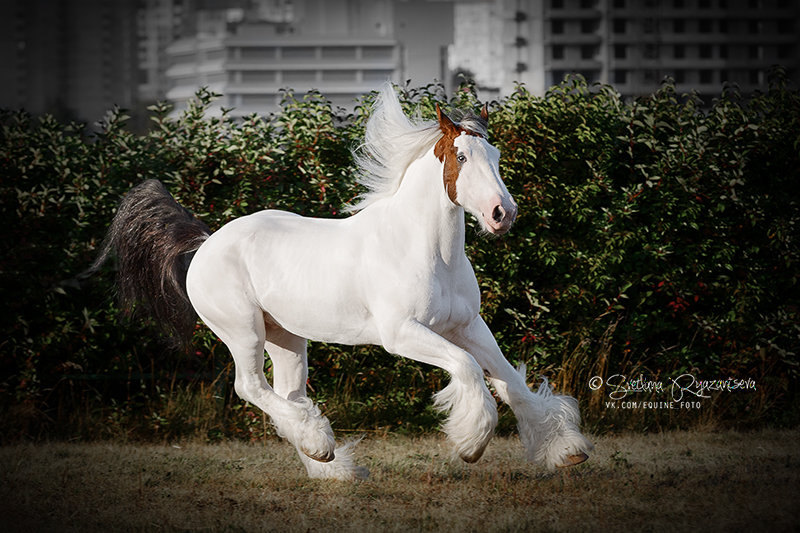 владелец - ЧК Fairytale Horse, семинар Кати Друзь в КСК Битца