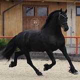 ФРИЗСКИЙ ЖЕРЕБЕЦ 6 ЛЕТ