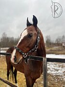 СПОРТ I РАЗВЕДЕНИЕ I ХОББИ