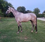 Молодой мерин в конкур