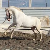 СЕРАЯ КОБЫЛА 4 ГОДА