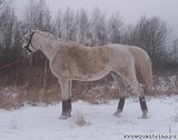 конь гортоповский что это выражение. Смотреть фото конь гортоповский что это выражение. Смотреть картинку конь гортоповский что это выражение. Картинка про конь гортоповский что это выражение. Фото конь гортоповский что это выражение