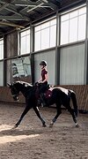 Мерин в выездку и конкур 