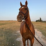 Буденновская кобыла