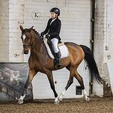 ГНЕДАЯ ВЕСТФАЛЬСКАЯ КОБЫЛА