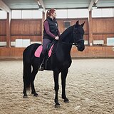 Красивый вороной мерин