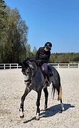 Жеребец 2022 гр
