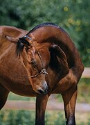 Лобелия (Леди-Петро)