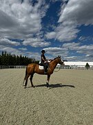 Жеребец спорт помеси